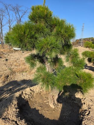 작은소나무님의 자유주제 · 사진전 작성글 사진