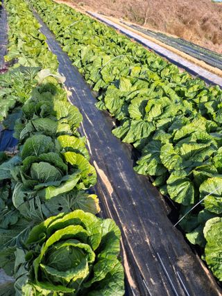 유영옥님의 자유주제 · 자유게시판 작성글 사진