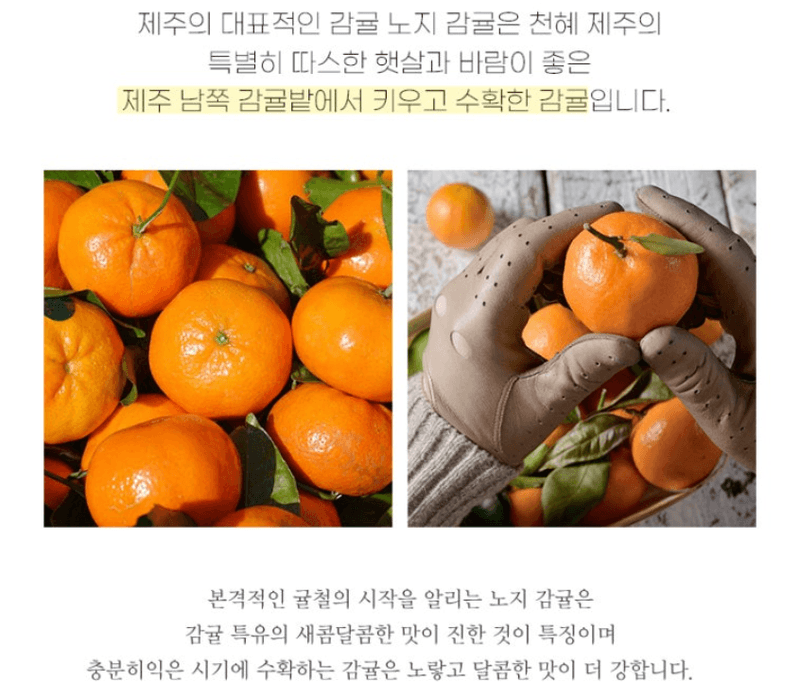 스피드번님의 장터 판매 상품 [(가정용) 노지 감귤 ] 첨부 사진