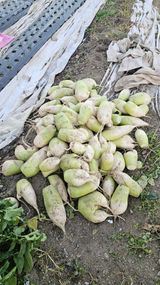 팜모닝 기타작물·자유게시판 게시글 이미지