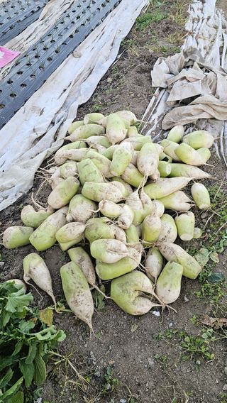 텃밭실습생님의 기타작물 · 자유게시판 작성글 사진