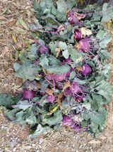 팜모닝 자유주제·자유게시판 게시글 이미지