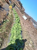 팜모닝 자유주제·자유게시판 게시글 이미지