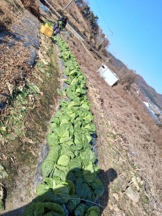 영수농원님의 자유주제 · 자유게시판 작성글 사진