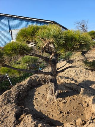 작은소나무님의 자유주제 · 사진전 작성글 사진