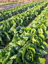 팜모닝 자유주제·자유게시판 게시글 이미지