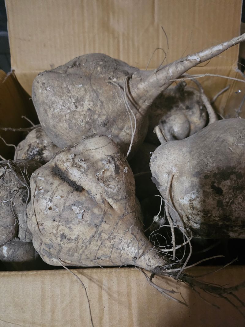 김석중님의 장터 판매 상품 [히카마(멕시코감자)10키로] 첨부 사진