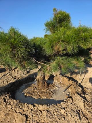 작은소나무님의 자유주제 · 사진전 작성글 사진