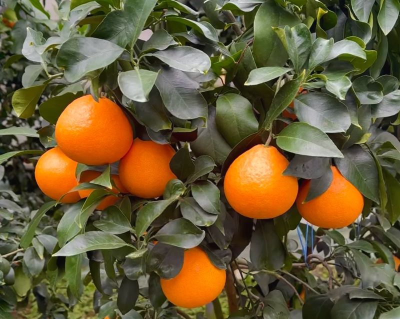 농부손녀님의 장터 판매 상품 [새콤달콤한 맛 황금향 3kg 4.5kg 9kg ] 첨부 사진