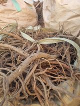 팜모닝 두릅·품종•종자 게시글 이미지