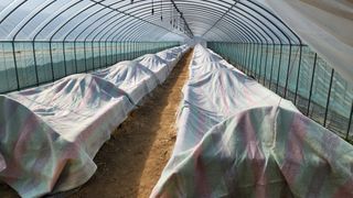 이호성님의 두릅 · 품종•종자 작성글 사진