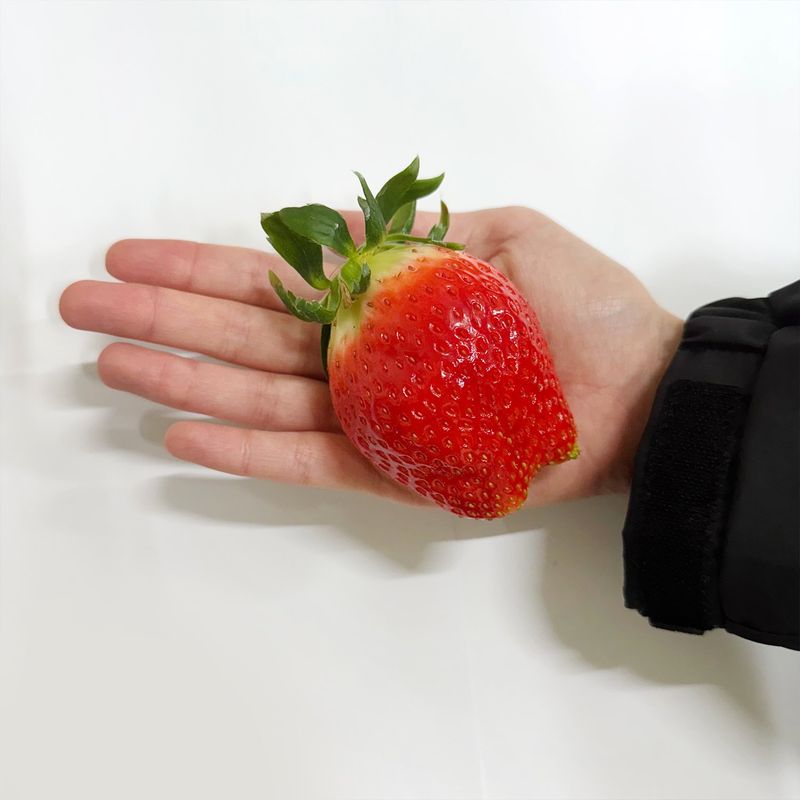 장터 상품 [딸기 킹스베리] 썸네일