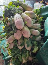 팜모닝 자유주제·자유게시판 게시글 이미지