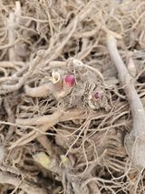 팜모닝 두릅·삽목•정식 게시글 이미지