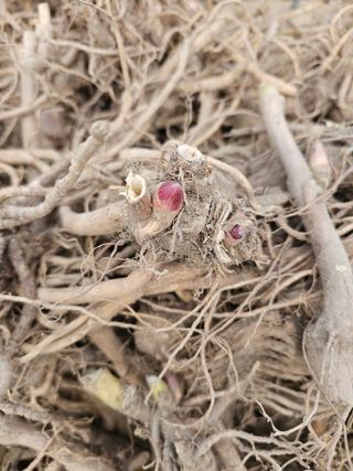 김두영님의 두릅·삽목•정식 작성글 사진