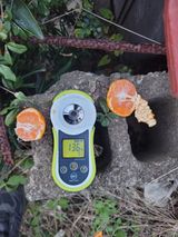 서귀포달코롬감귤농원님의 귤·수확 작성글 사진