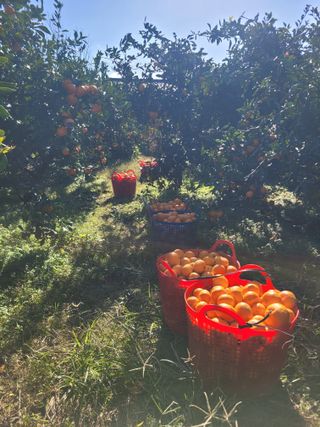 서귀포달코롬감귤농원님의 귤 · 수확 작성글 사진