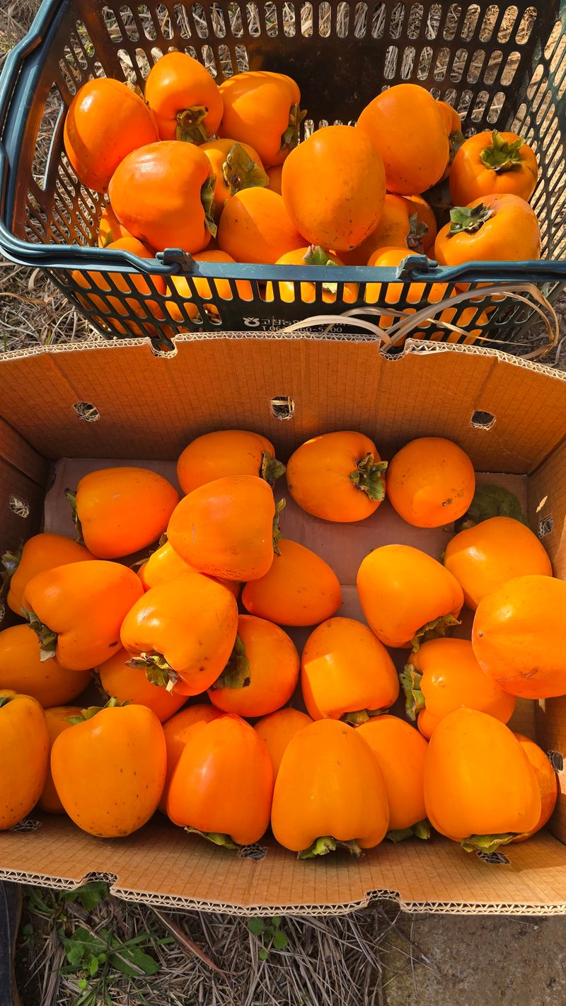 hhoo님의 장터 판매 상품 [대봉감  11k ] 첨부 사진