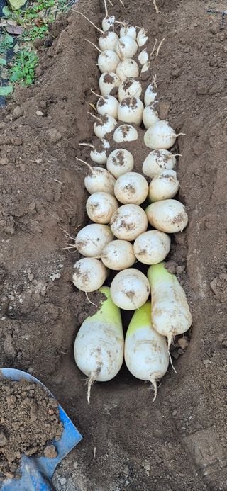 봉림동 태진농장님의 자유주제 · 자유게시판 작성글 사진