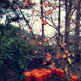 서귀포달코롬감귤농원님의 자유주제 · 사진전 작성글 사진