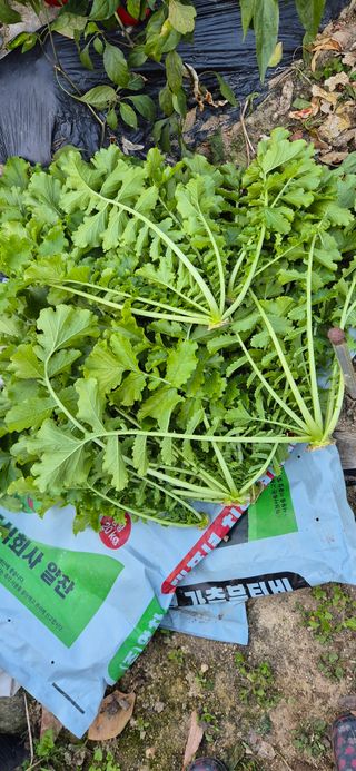 봉림동 태진농장님의 자유주제 · 자유게시판 작성글 사진