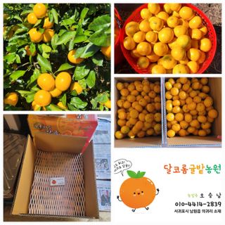서귀포달코롬감귤농원님의 귤 · 수확 작성글 사진
