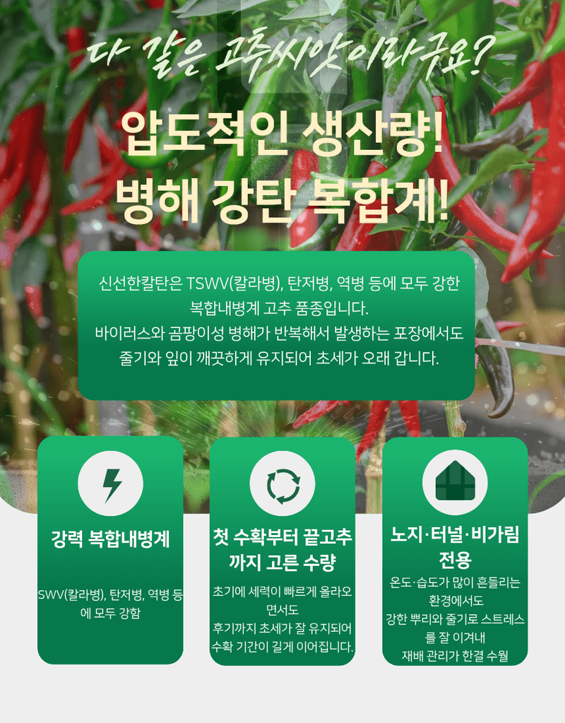 대산농사대장님의 장터 판매 상품 [특별할인  신선한칼탄 복합내병계  1200립] 첨부 사진