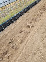 김두영님의 두릅·삽목•정식 작성글 사진