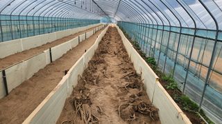 이호성님의 두릅 · 품종•종자 작성글 사진