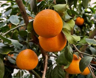 농부손녀님의 작성글 사진