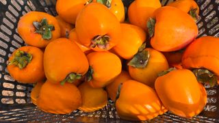 hhoo님의 작성글 사진