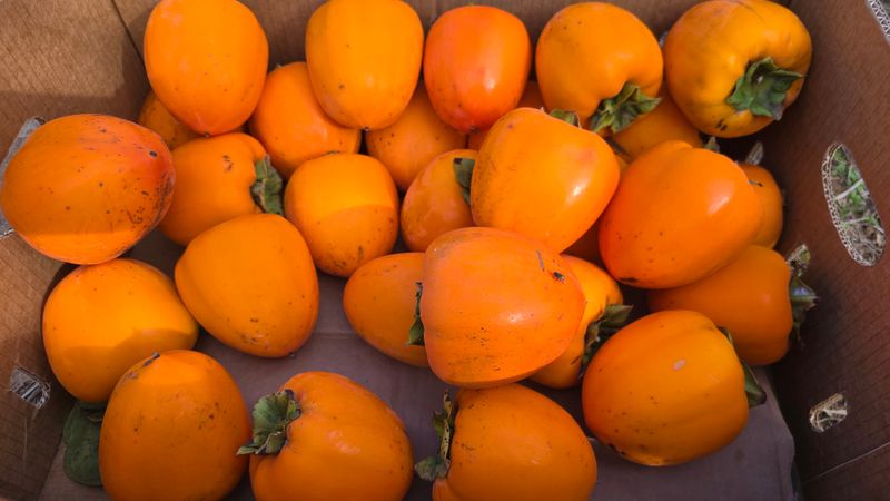 hhoo님의 장터 판매 상품 [대봉감  11k ] 첨부 사진