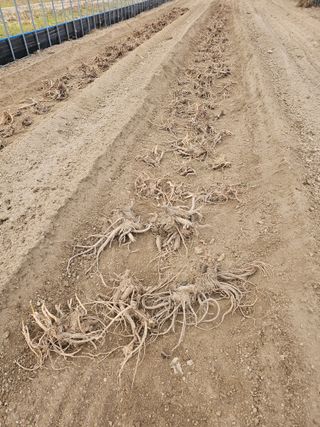 김두영님의 두릅 · 삽목•정식 작성글 사진