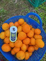 팜모닝 귤·수확 게시글 이미지