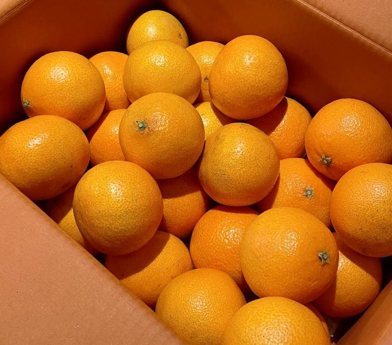 농부손녀님의 장터 판매 상품 [새콤달콤한 맛 황금향 3kg 4.5kg 9kg ] 첨부 사진