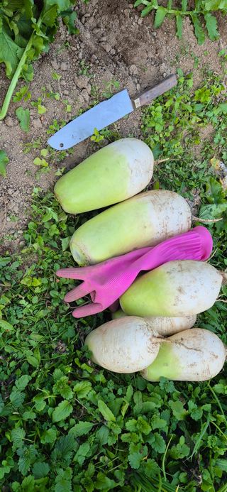 봉림동 태진농장님의 자유주제 · 자유게시판 작성글 사진