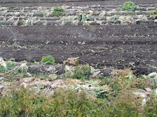 백용기님의 자유주제 · 자유게시판 작성글 사진