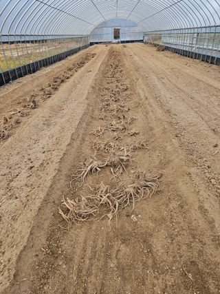 김두영님의 두릅 · 삽목•정식 작성글 사진