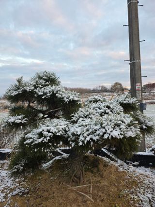 작은소나무님의 자유주제 · 사진전 작성글 사진