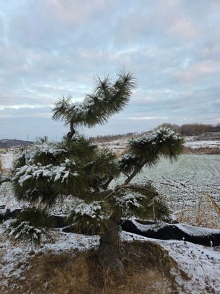 작은소나무님의 자유주제 · 사진전 작성글 사진