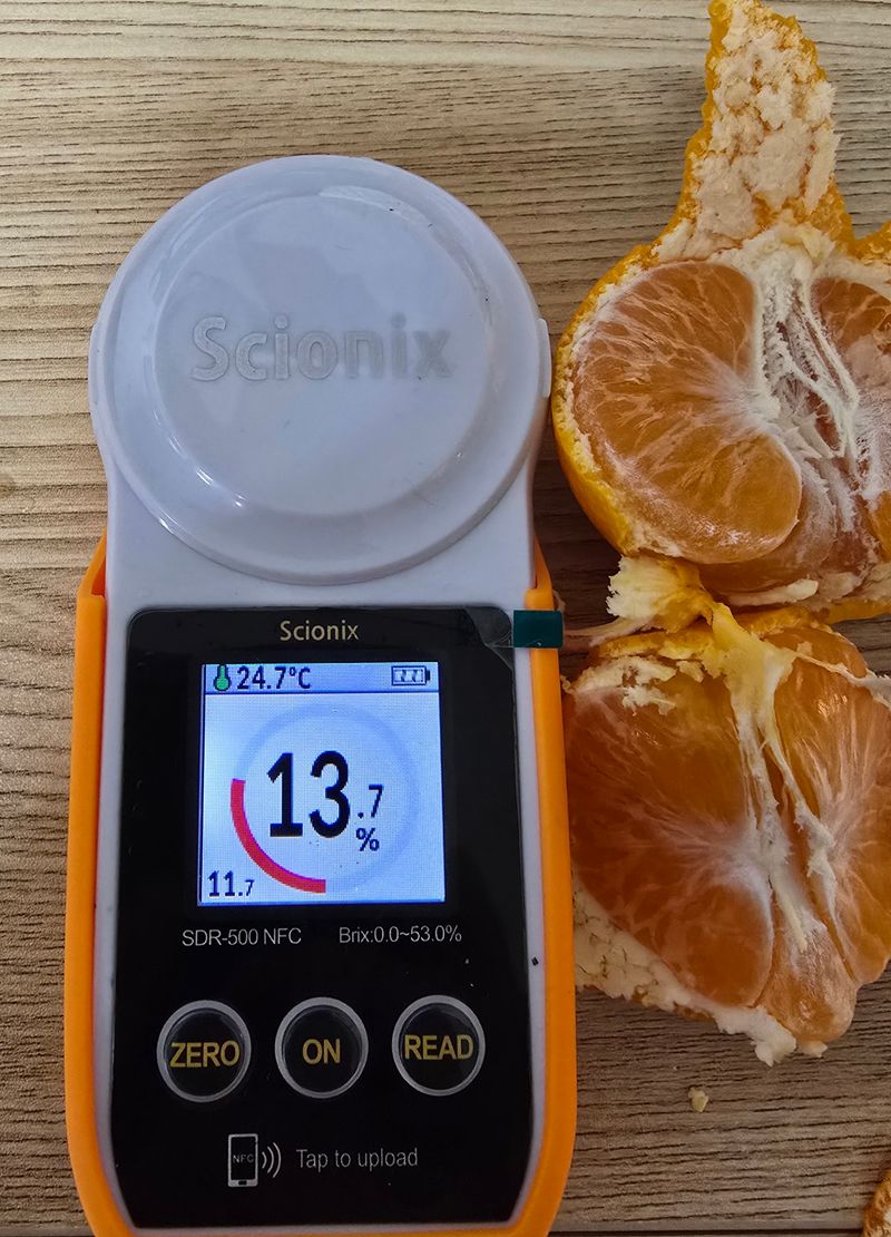 새달귤농장님의 장터 판매 상품 [달다 조생귤5키로] 첨부 사진