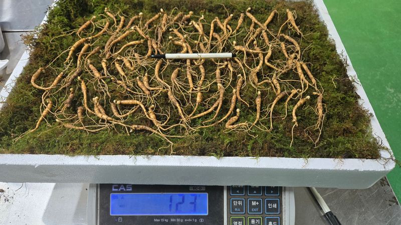 이규성님의 장터 판매 상품 [특가 6-7년근 짱아찌용 산양삼] 첨부 사진