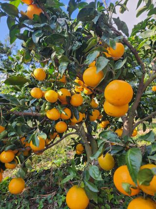 제주부자팜님의 작성글 사진