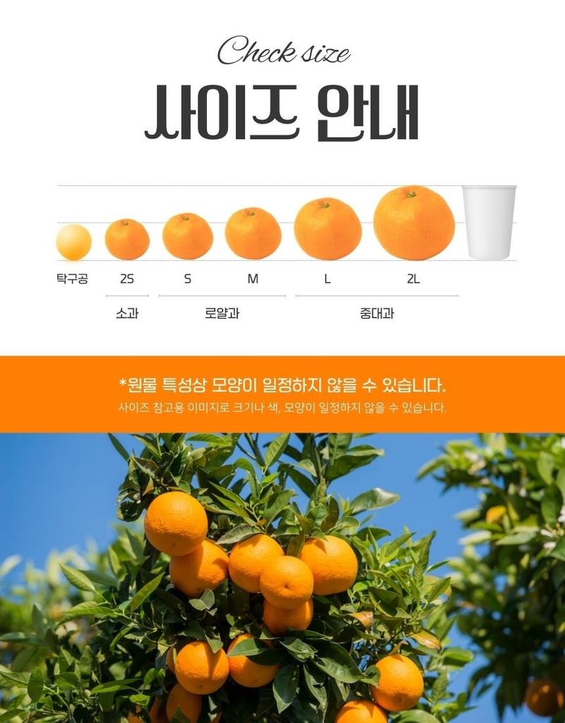 새달귤농장님의 장터 판매 상품 [ 꿀당도 귤 5키로] 첨부 사진