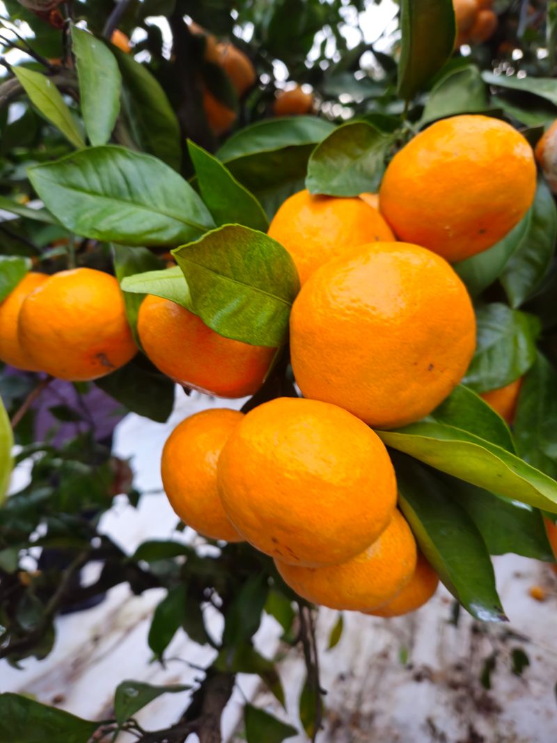 장터 상품 [ 꿀당도 귤 5키로] 썸네일