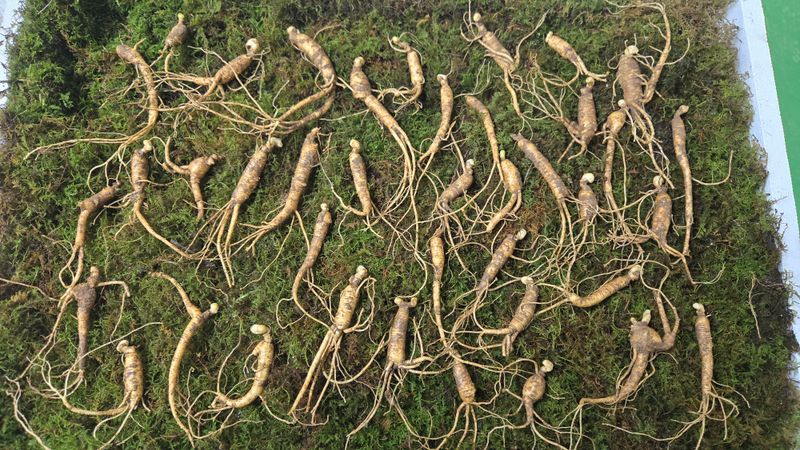 이규성님의 장터 판매 상품 [저렴한 6년근 파지 산양산삼] 첨부 사진