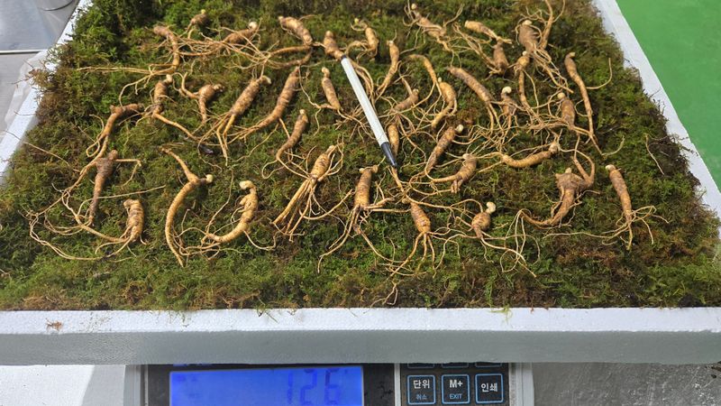 이규성님의 장터 판매 상품 [저렴한 6년근 파지 산양산삼] 첨부 사진