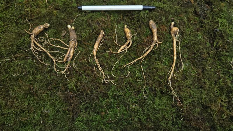 이규성님의 장터 판매 상품 [저렴한 6년근 파지 산양산삼] 첨부 사진