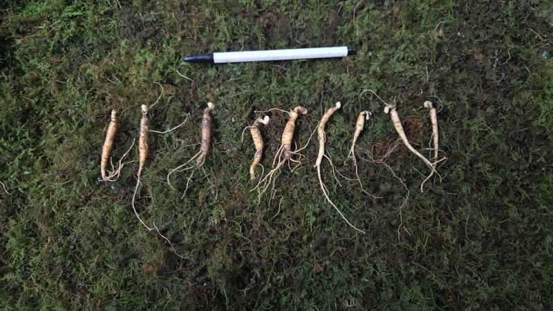 이규성님의 장터 판매 상품 [특가 6-7년근 짱아찌용 산양삼] 첨부 사진