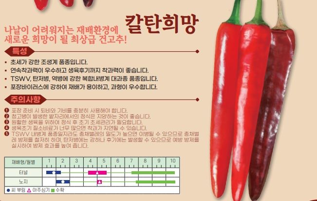 씨앗드림님의 장터 판매 상품 [아시아종묘 칼탄희망 1200립 복합내병계 극조생 대과종] 첨부 사진